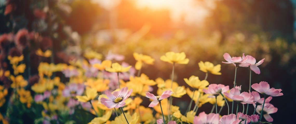 Wir sagen Nein: Schottergärten und Abschottung
